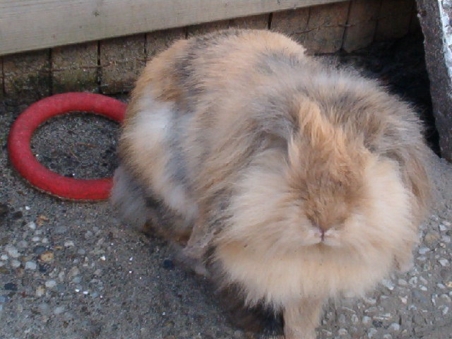 snuitje.jpg